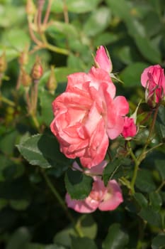 Roses in the garden, Roses are beautiful with a beautiful sunny day.