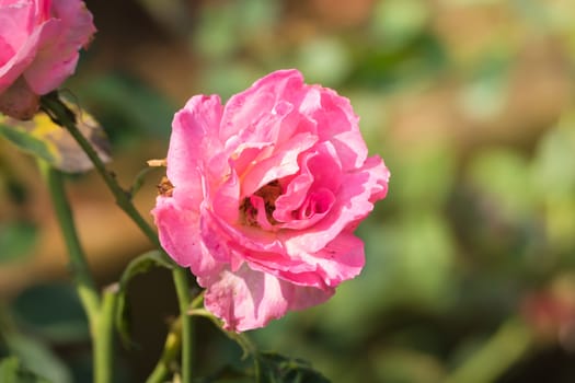 Roses in the garden, Roses are beautiful with a beautiful sunny day.