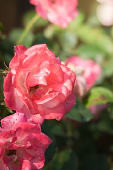 Roses in the garden, Roses are beautiful with a beautiful sunny day.