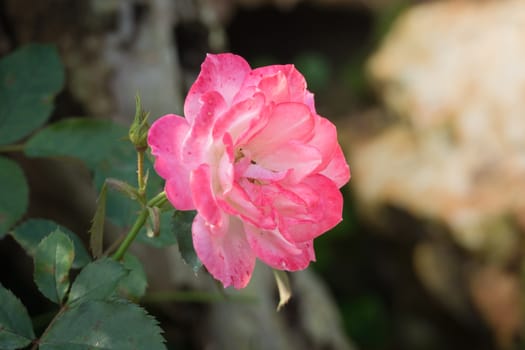 Roses in the garden, Roses are beautiful with a beautiful sunny day.