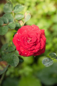 Roses in the garden, Roses are beautiful with a beautiful sunny day.