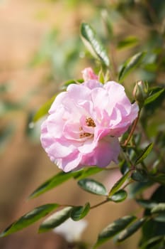 Roses in the garden, Roses are beautiful with a beautiful sunny day.