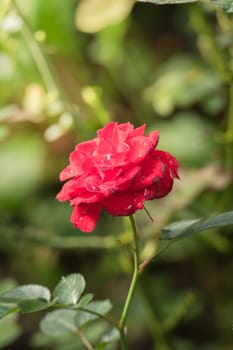 Roses in the garden, Roses are beautiful with a beautiful sunny day.