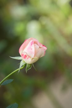 Roses in the garden, Roses are beautiful with a beautiful sunny day.