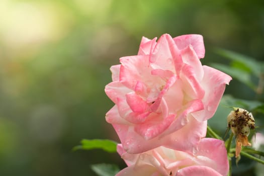 Roses in the garden, Roses are beautiful with a beautiful sunny day.