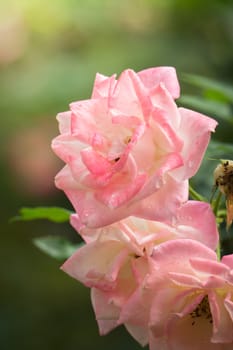 Roses in the garden, Roses are beautiful with a beautiful sunny day.