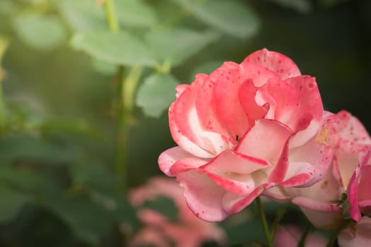 Roses in the garden, Roses are beautiful with a beautiful sunny day.