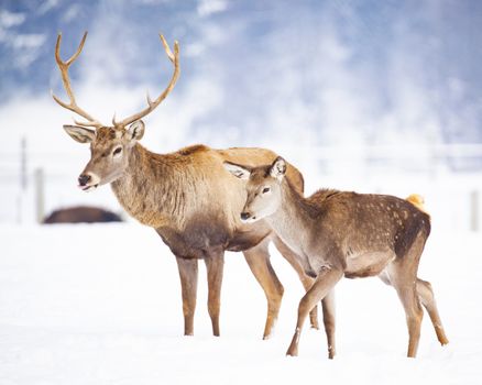 roe deer and noble deer stag in winter snow 