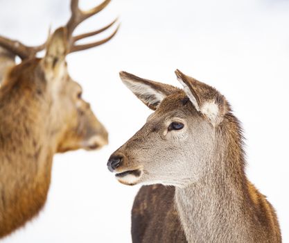 roe deer and noble deer stag in winter snow 