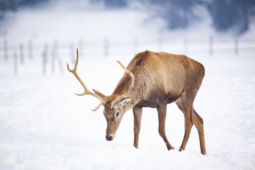 noble deer male in winter snow 