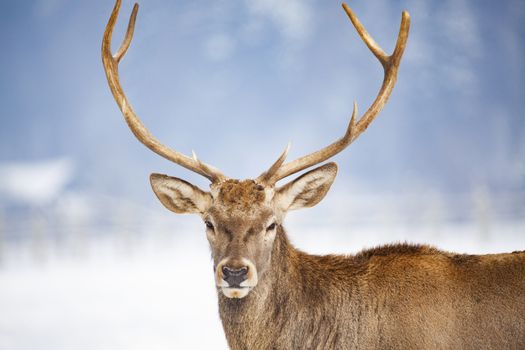 noble deer male in winter snow 