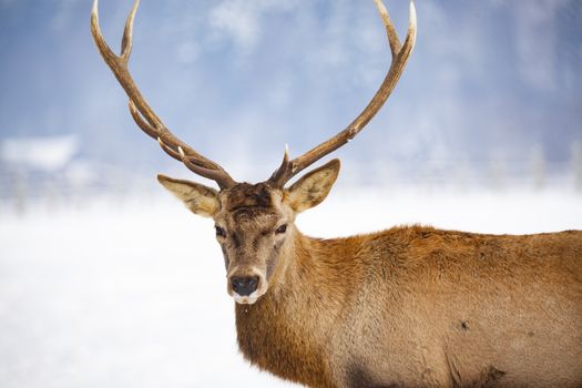 noble deer male in winter snow 