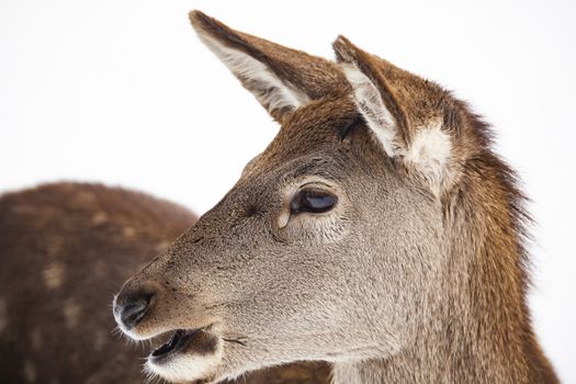 roe deer in winter snow 