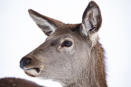 roe deer in winter snow 