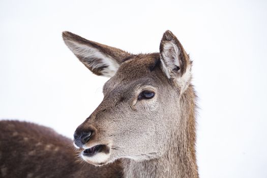 roe deer in winter snow 