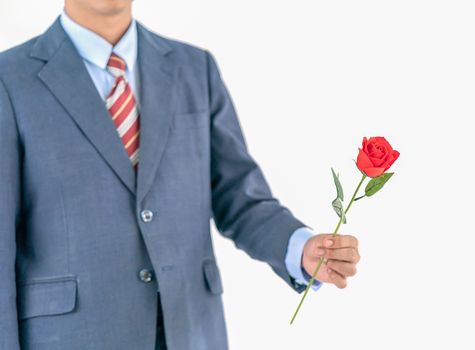 Close up photo of businessman in suit holding with red rose on white background
