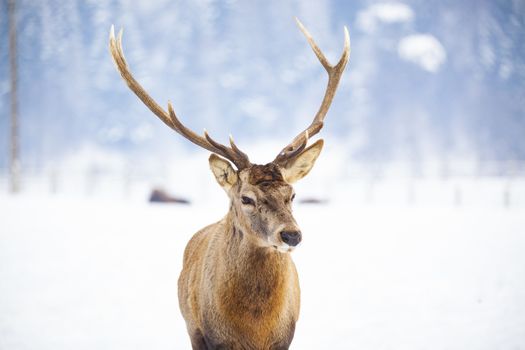 noble deer male in winter snow 