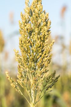 Close up Millet or Sorghum an important cereal crop in field