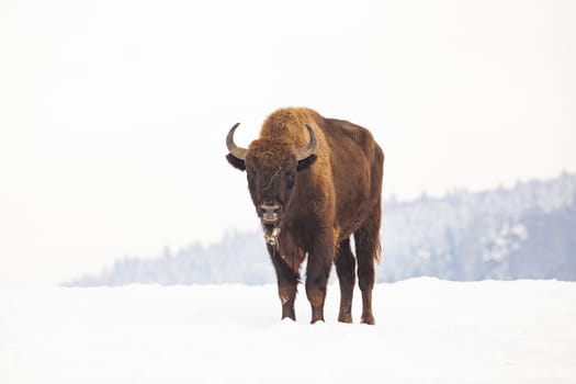 european bison (Bison bonasus) in natural habitat in winter