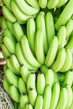 Stacks of fresh Green Cavendish banana in a fruit market produce