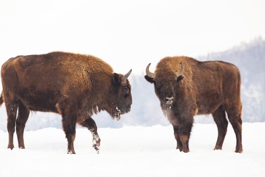 european bison (Bison bonasus) in natural habitat in winter