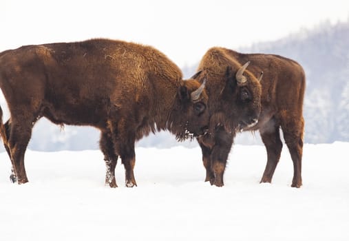 european bison (Bison bonasus) fighting in winter