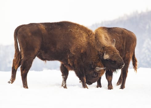 european bison (Bison bonasus) fighting in winter