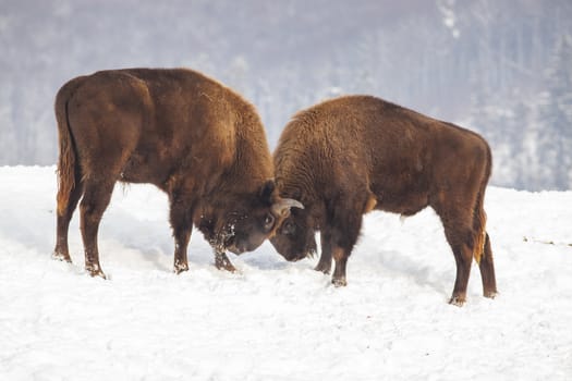 european bison (Bison bonasus) fighting in winter