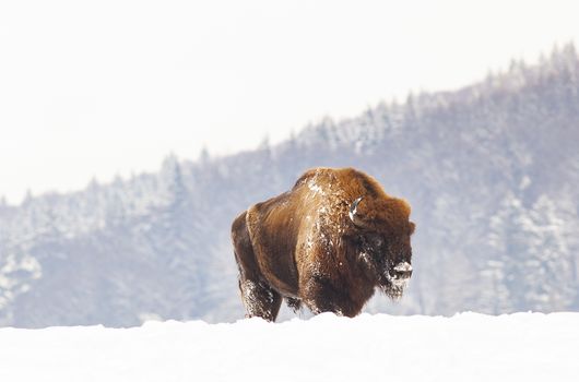 european bison (Bison bonasus) in natural habitat in winter