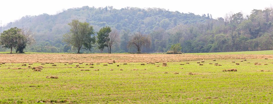 Panorama landscape view of green fields in farmland countryside Thailand