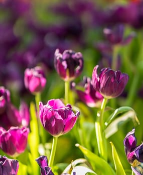 Close up purple tulips blooming in the flower garden