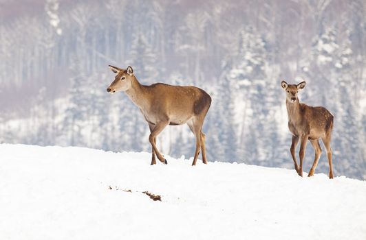 roe deer in winter snow 