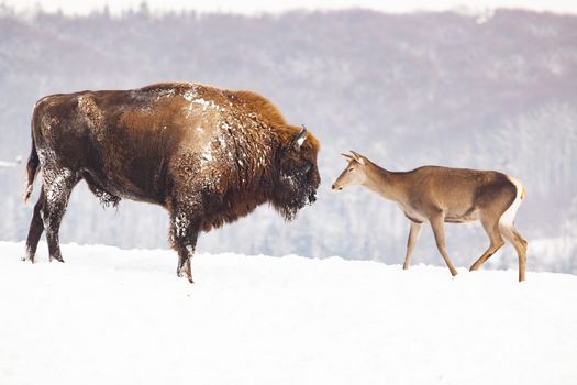 european bison and deer in winter