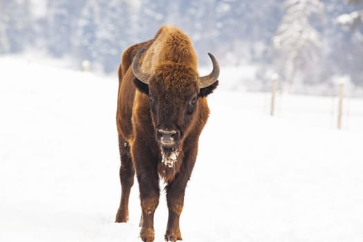 european bison (Bison bonasus) in natural habitat in winter