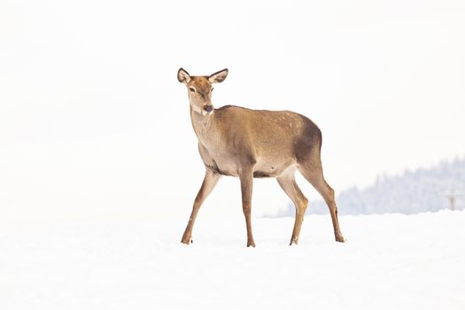 roe deer in winter snow 