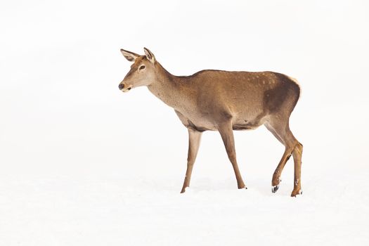 roe deer in winter snow 