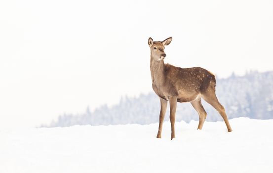 roe deer in winter snow 