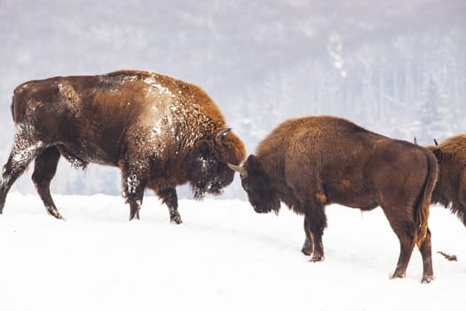 european bison (Bison bonasus) in natural habitat in winter