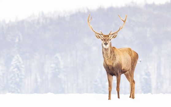 noble deer male in winter snow 