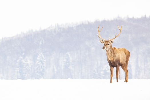 noble deer male in winter snow 