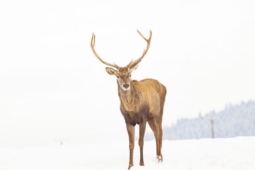 noble deer male in winter snow 