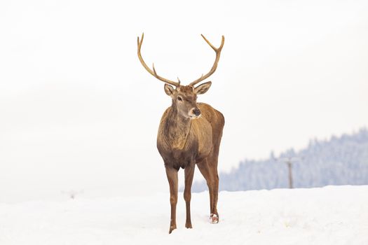 noble deer male in winter snow 