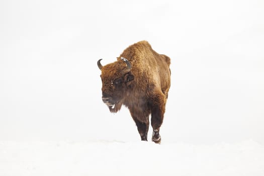 european bison (Bison bonasus) in natural habitat in winter