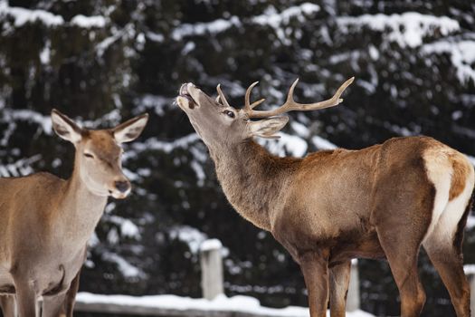 roe deer and noble deer stag in winter snow 