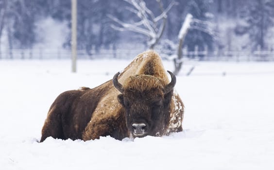 european bison (Bison bonasus) in natural habitat in winter