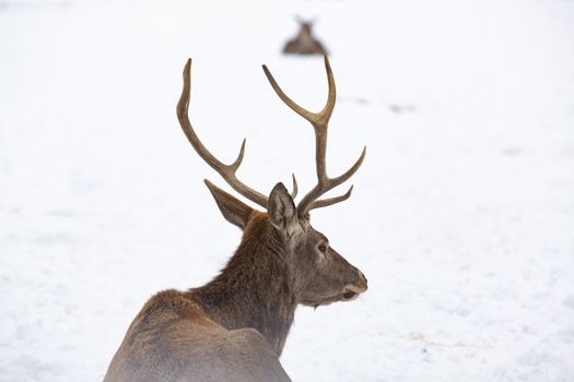 noble deer male in winter snow 