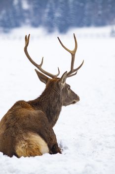 noble deer male in winter snow 
