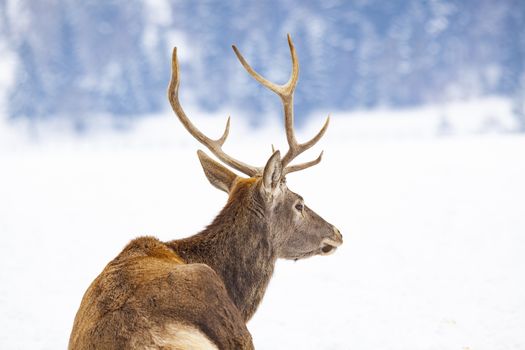 noble deer male in winter snow 