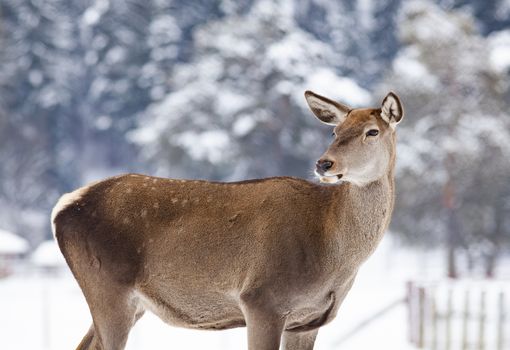 roe deer in winter snow 