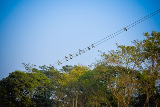Flock of migrating Sparrow Birds sitting on a wire against the blue sky. Beautiful countryside rural summer landscape of a rural indian village.
